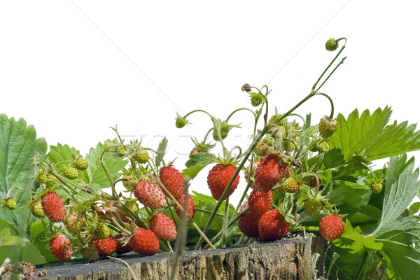 Wood wild strawberry Stock photo © vavlt
