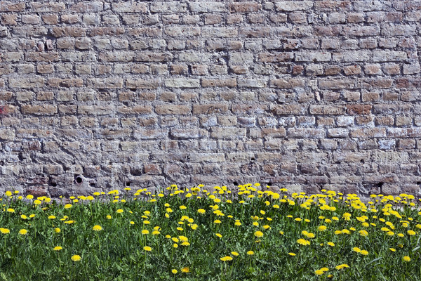 Vieux jaune briques mur pissenlits printemps [[stock_photo]] © vavlt