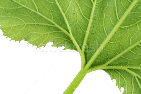 Desgrenhado folha verde isolado macro árvore Foto stock © vavlt