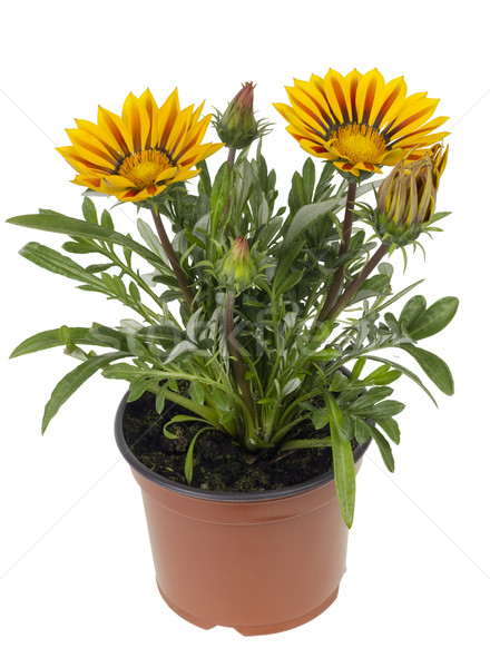 Sadzonka egzotyczny doniczka gleby fantastyczny żółty kwiat Zdjęcia stock © vavlt