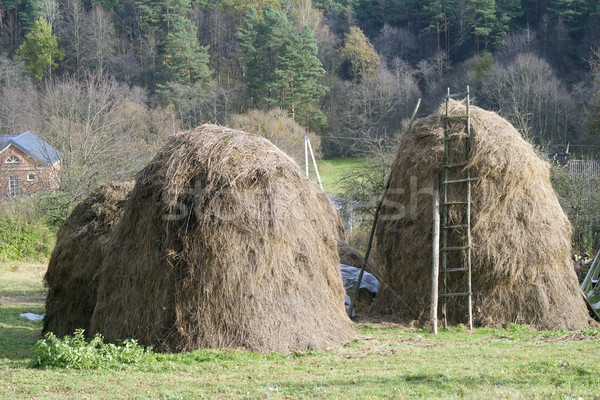 Dry grass fodder in  haystacks Stock photo © vavlt
