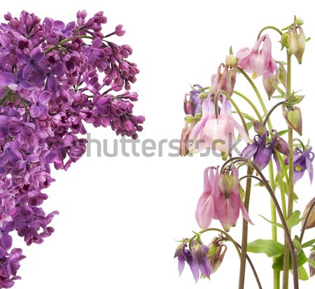Fioletowy liliowy pocztówkę odizolowany biały Zdjęcia stock © vavlt