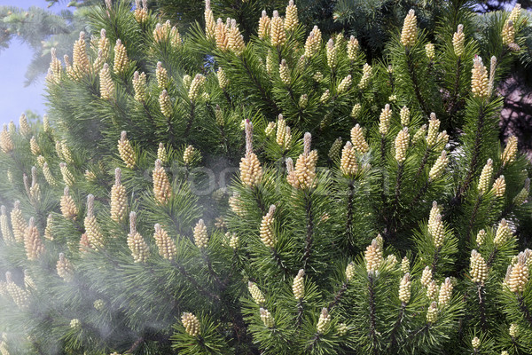 Pine stuifmeel bloesems voorjaar decoratief pijnboom Stockfoto © vavlt