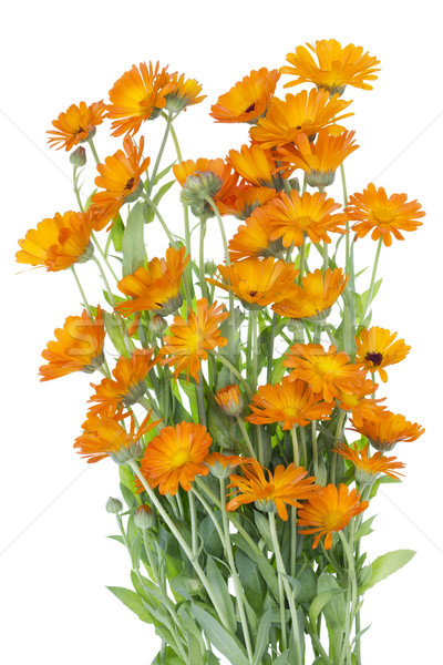 Big isolated Bush of orange  flowers  Stock photo © vavlt