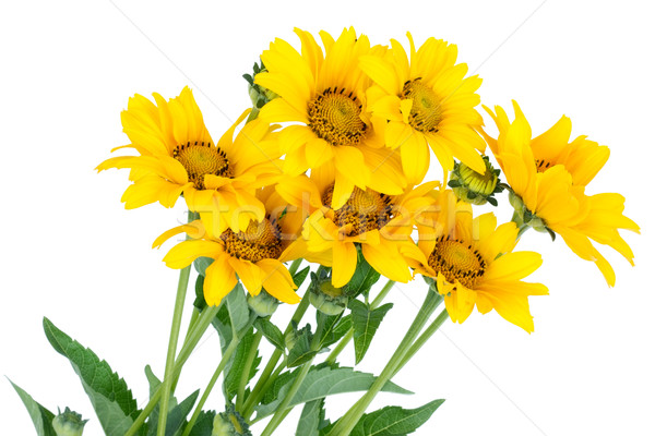 Stockfoto: Zeven · miniatuur · zonnebloemen · boeket · geïsoleerd