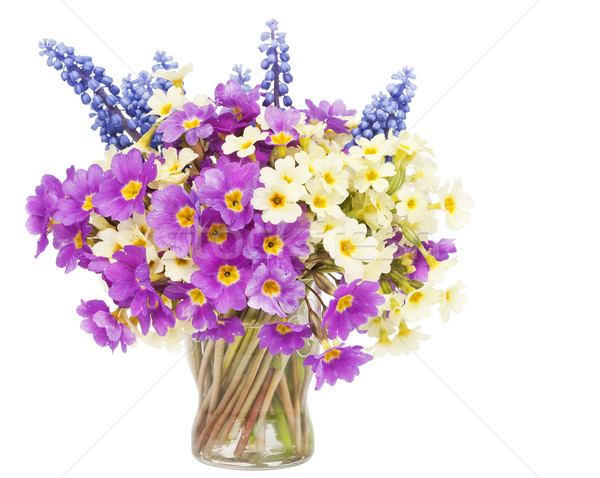 Sprigs Muscari and Primroses flowers in small glass Stock photo © vavlt