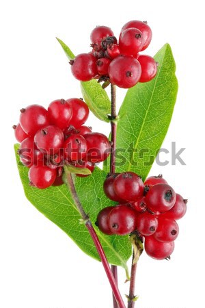 Berries of a wood hawthorn Stock photo © vavlt