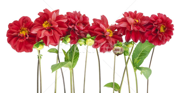 Border from darkly red dahlias Stock photo © vavlt