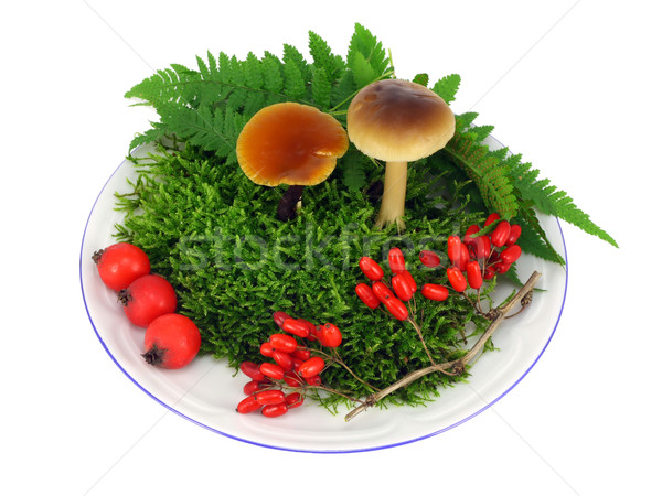 Mushrooms, moss, berries Stock photo © vavlt