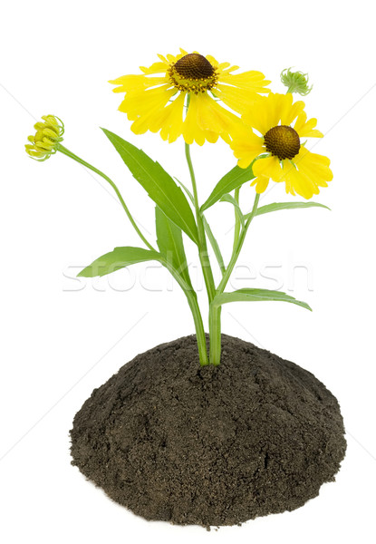 Magányos sárga virág nő föld ágy szelektív fókusz Stock fotó © vavlt