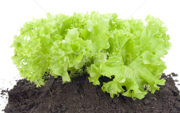 Green bush of salad on bed Stock photo © vavlt