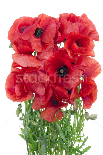 wild field  poppies bouquet Stock photo © vavlt