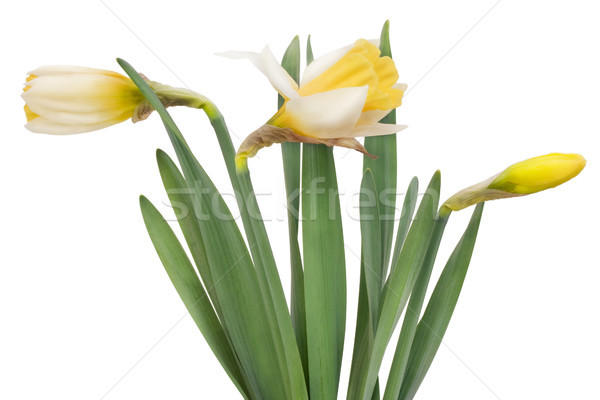 Stock photo: Young bush of gentle yellow spring narcissuses 