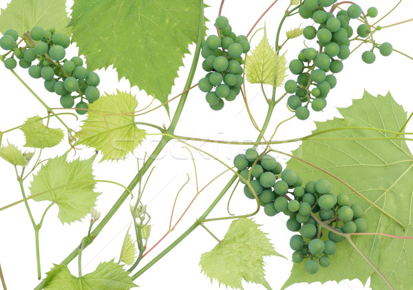 Isolé raisins verts texture blanche lumière feuille Photo stock © vavlt
