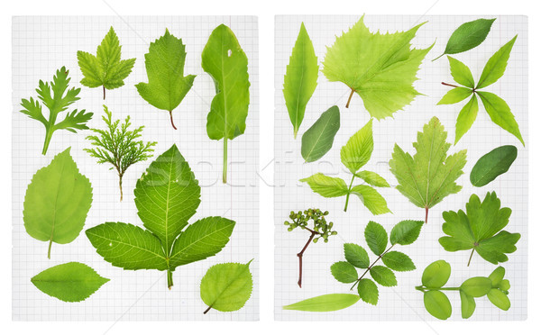 School herbarium Stock photo © vavlt