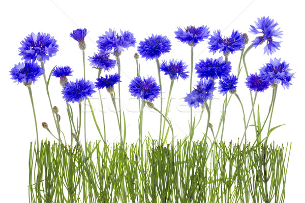 [[stock_photo]]: Prairie · solitaire · bleu · frontière