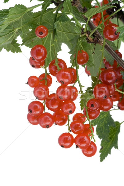 Clusters of  red currant hang on a branch  Stock photo © vavlt