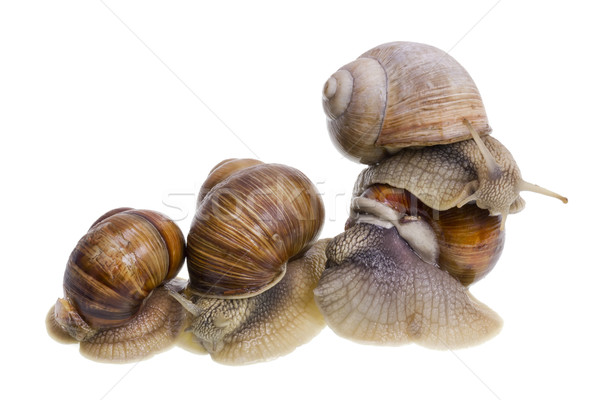 Marriage big snails games Stock photo © vavlt