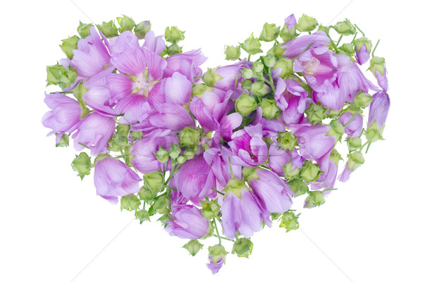 Gentle pink isolated heart Stock photo © vavlt