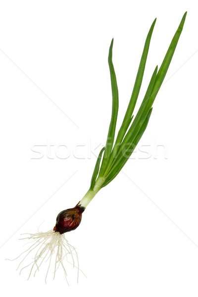 Green lonely  onion with roots Stock photo © vavlt