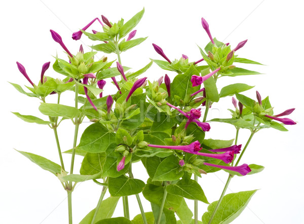 Foto stock: Jardín · planta · magenta · púrpura · flores · aislado