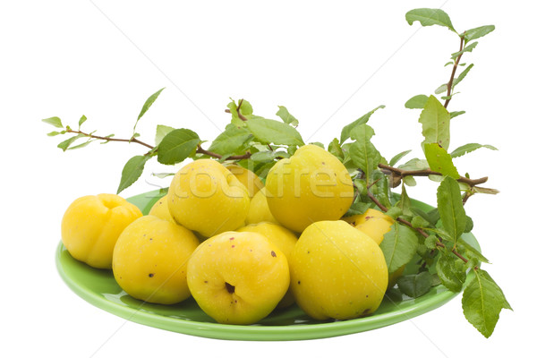 The yellow Japanese  Quince  Stock photo © vavlt