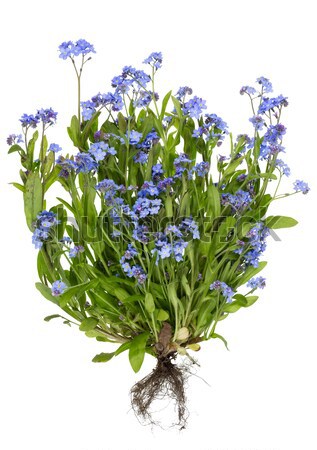 Virágok bokor ágy kicsi kék tavasz Stock fotó © vavlt