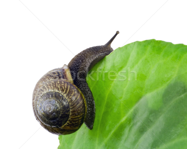 Lonely snail  macro Stock photo © vavlt