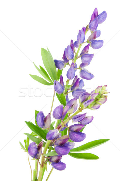 Stock photo: Violet tiny lupine