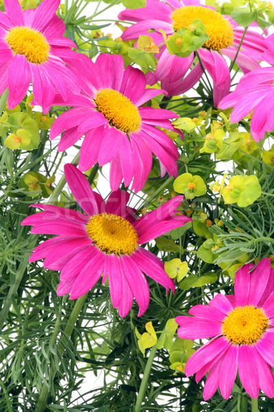 Pink camomiles macro Stock photo © vavlt