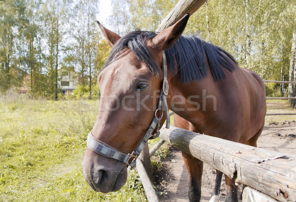 Portrait of a sad horse against an autumn landscape Stock photo © vavlt
