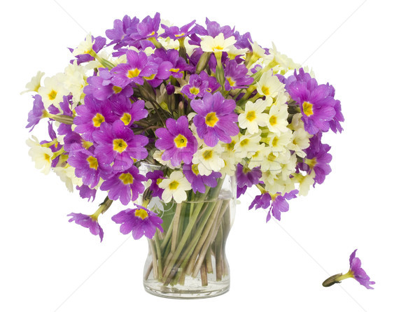 Sprigs  Primroses flowers in small glass Stock photo © vavlt