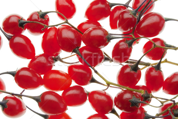 Czerwony trujący jagody odizolowany biały charakter Zdjęcia stock © vavlt