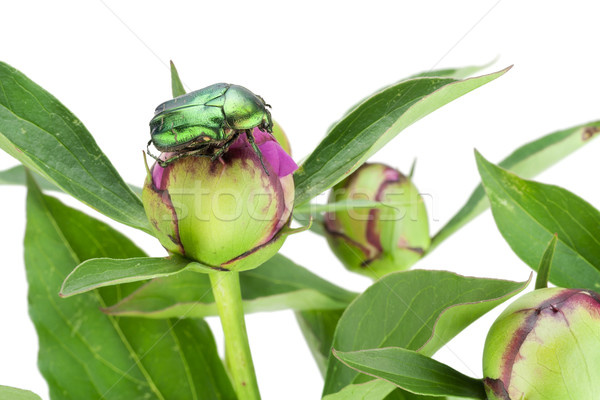 Foto d'archivio: Verde · bug · fiori · macro · isolato · fiore