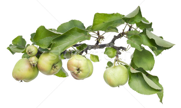 Real green apples on a branch with leaves Stock photo © vavlt