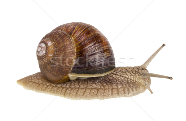  real isolated  live  snail Stock photo © vavlt