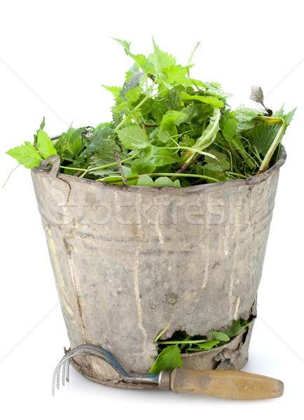 Old  bucket full of garden weeds Stock photo © vavlt