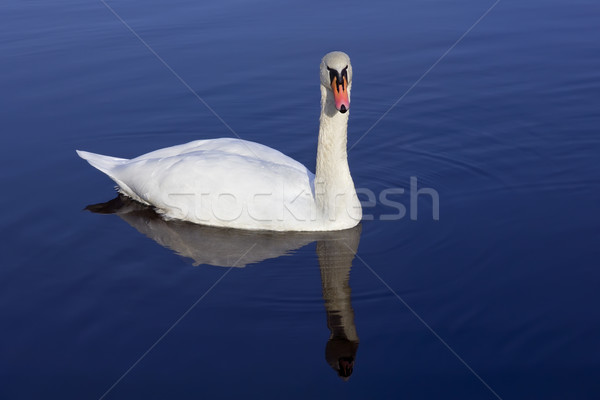 White Bird watching me Stock photo © vavlt