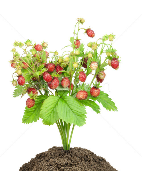 Bush of  strawberry  in soil isolated Stock photo © vavlt