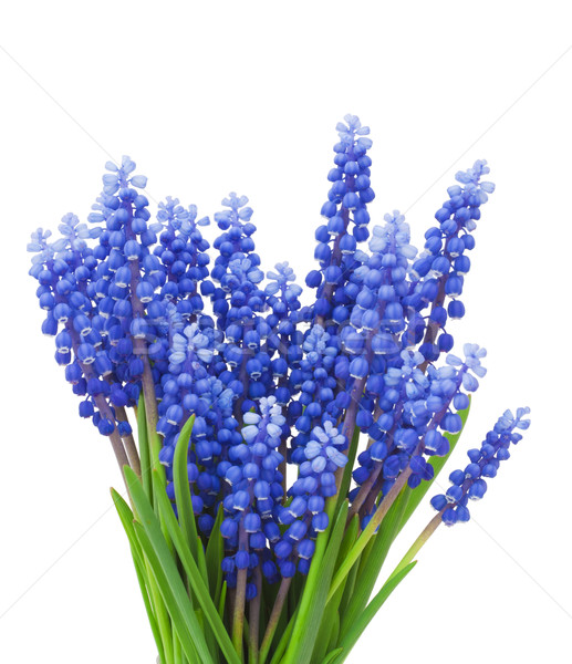 Springs flowers ( Muscari) background Stock photo © vavlt