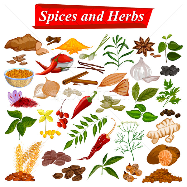Full collection of aromatic Spices and Herbs used for cooking Stock photo © vectomart