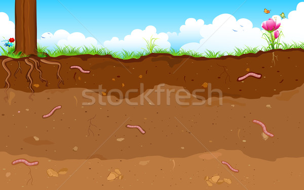 Warstwa gleby ilustracja wewnętrzny tekstury drzewo Zdjęcia stock © vectomart