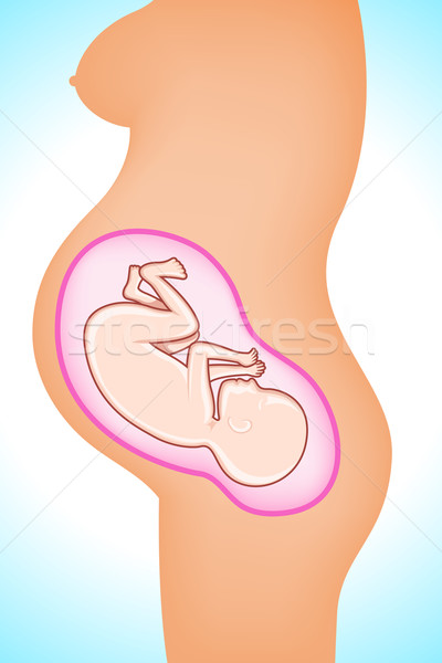 Fötus Gebärmutter Illustration Baby Mütter Familie Stock foto © vectomart