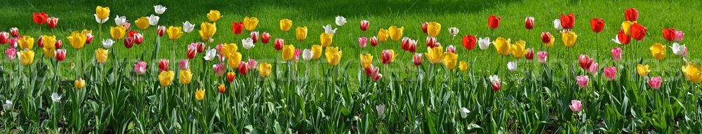Virágmintás panoráma sok tulipánok széles látószögű kilátás Stock fotó © Vectorex