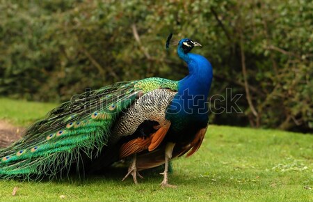 Peacock Stock photo © Vectorex