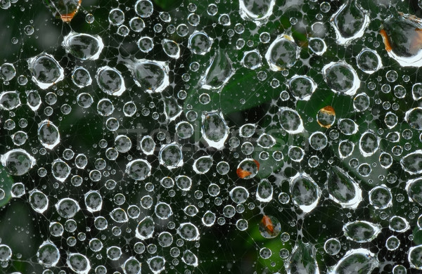 Teia da aranha gotas de água textura floresta fundo rede Foto stock © Vectorex