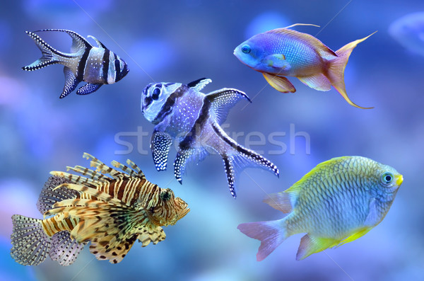 Balık farklı yol tüm doğa Stok fotoğraf © Vectorex