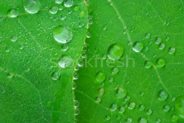 Gotas de água folha verde superfície folha borda abstrato Foto stock © Vectorex