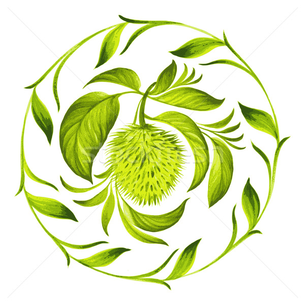 decorative circle soursop with leaves Stock photo © VectorFlover