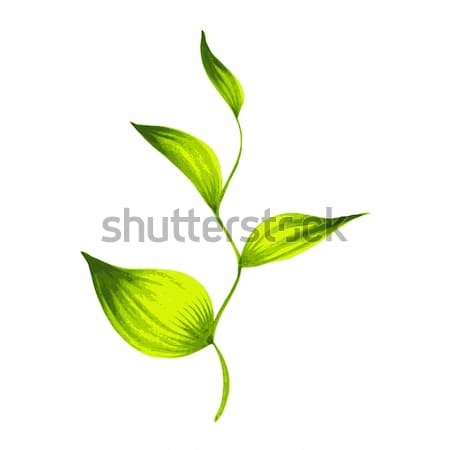 decorative ornament  branch with green leaves tea Stock photo © VectorFlover